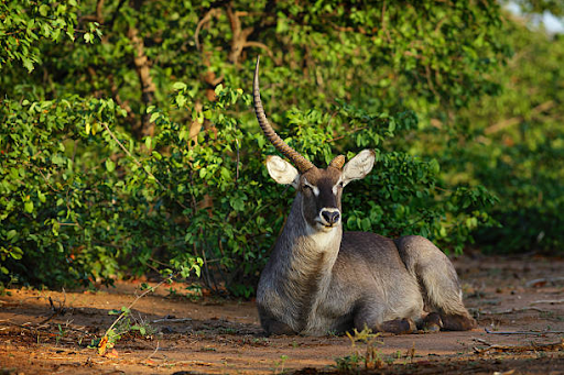 scenic view of Indravati National Park